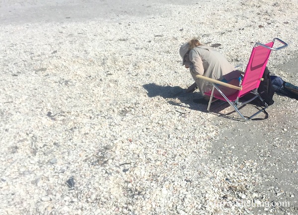 Shellabaloo Shell Adventure Is Shellsational | I Love Shelling