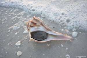 live lightning whelk in sand and sea foam