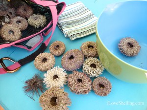 Dried Sanibel Sea Urchins