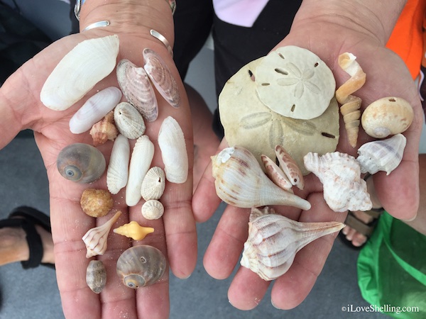 Meeting Friends and Collecting Seashells