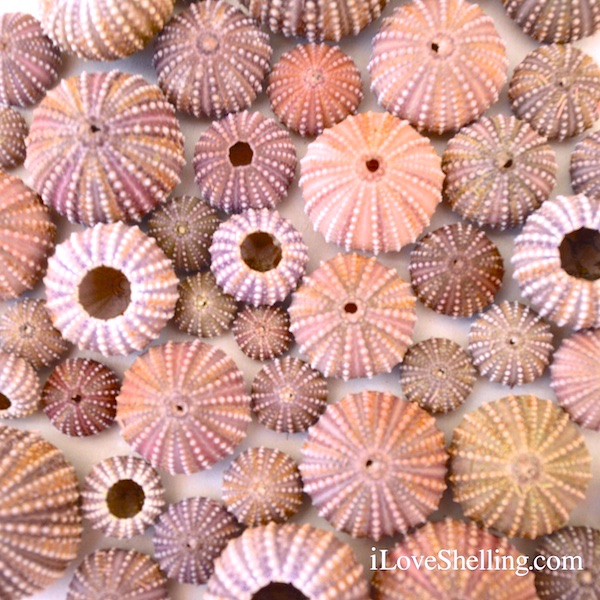 Masses Of Sea Urchins