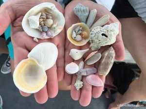 shells from shelling trip