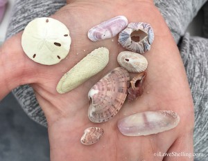 small sand dollar limpet, drill, purplish tagelus sun ray venus angel wing