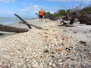 Finding Florida sea shells on Cayo Costa Island with Pam Rambo