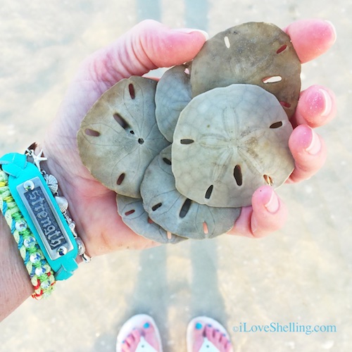 Sanibel Treasures Revealed at Low Tide