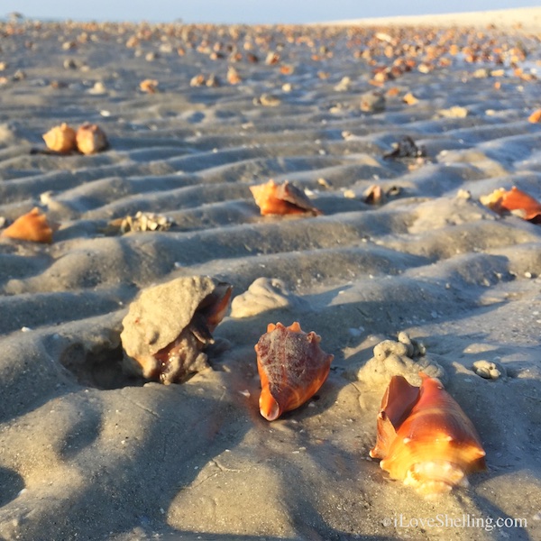 Sanibel Treasures Revealed at Low Tide I Love Shelling
