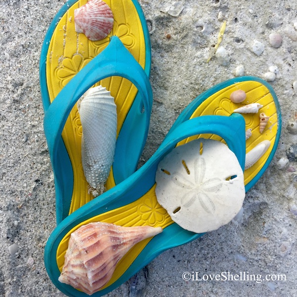 Flip Flop Between Sand Dollars and Angel Wings