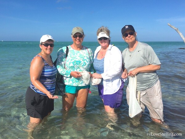 Shelling at Crystal Clear Cayo Costa | I Love Shelling