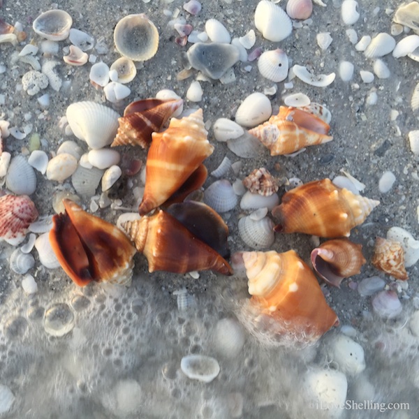 Lost And Found On Sanibel- It Takes A Social Shell Village | I Love ...