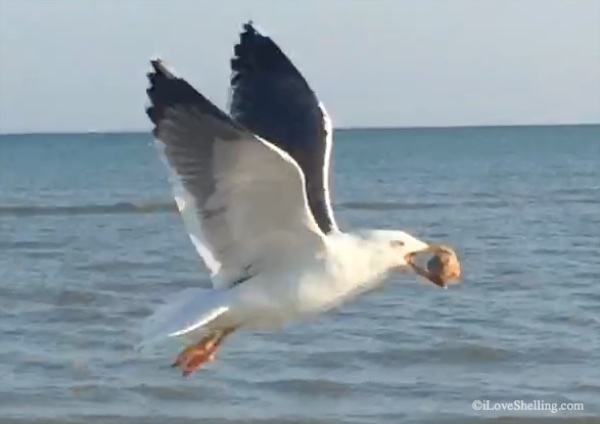 Case Of The Cracked Cockles – Video