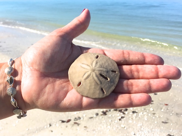 Calm, Cool and Collecting Shells