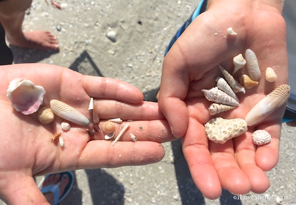 seashell minis | I Love Shelling