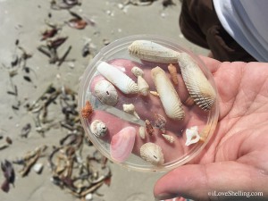 seashells in a circle