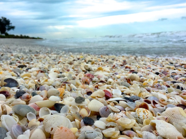 Shellebrating Earth Day | I Love Shelling