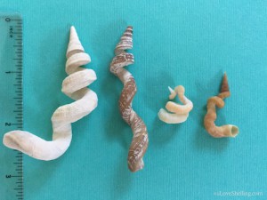 Whimsical World Of Worm Shells | I Love Shelling