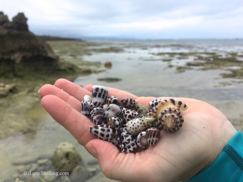 Hebrew cones with conch and flea-bite cone Okinawa Japan