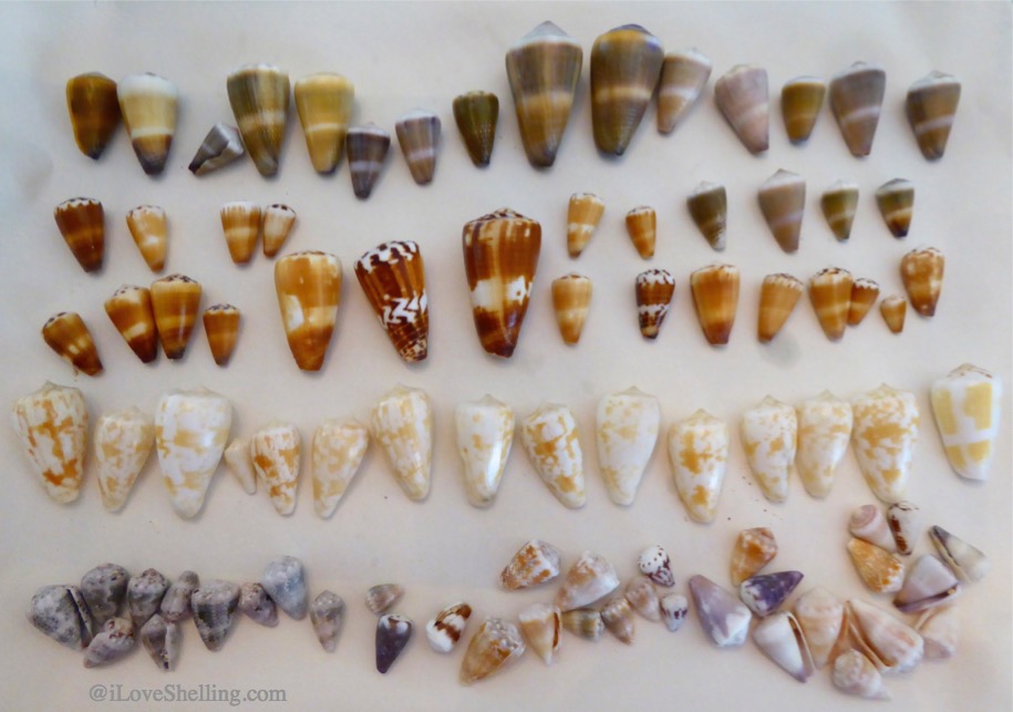 Indo pacific cone shells from Okinawa Japan