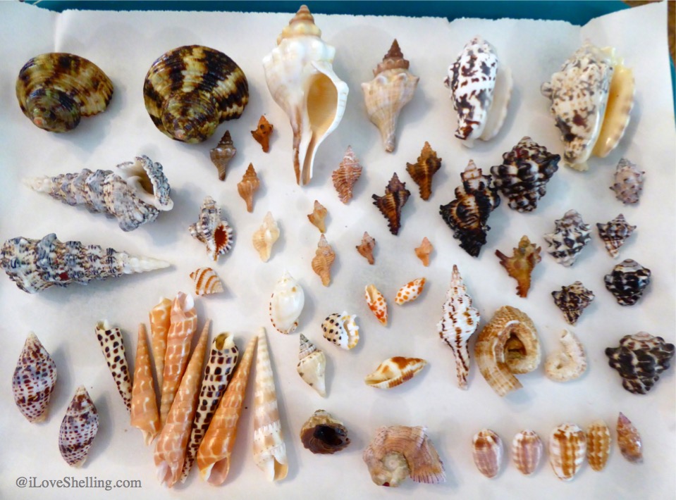 Okinawa Japan Indo Pacific seashells