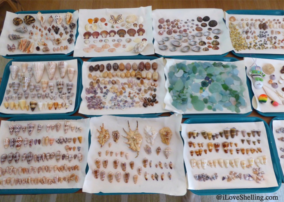 Shells found in Okinawa Japan beach combing