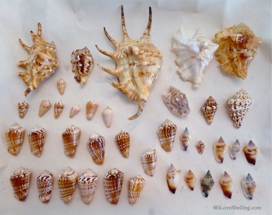 Spider, strawberry, bubble and little bear conch Okinawa Japan shells