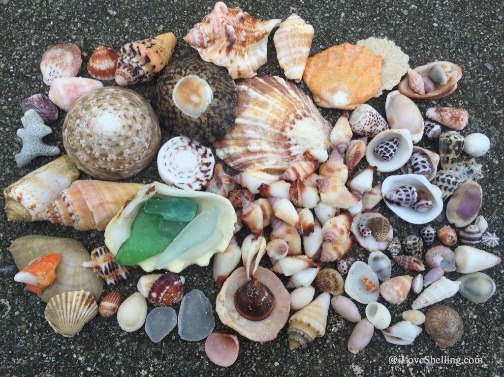 U.S. Marine Clarissa's shell collection Okinawa