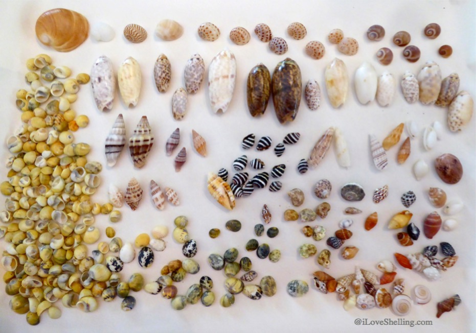 moons, olives and assorted miniature shells Okinawa Japan