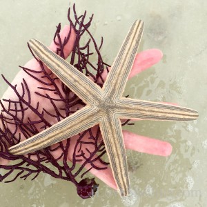 Florida Gulf lined starfish with purple sea whip