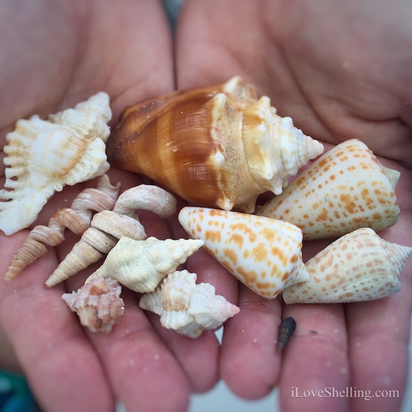 Shelltastic Shell Trip