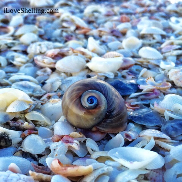 Paul Newman’s Shark Eye at Bowman’s Beach