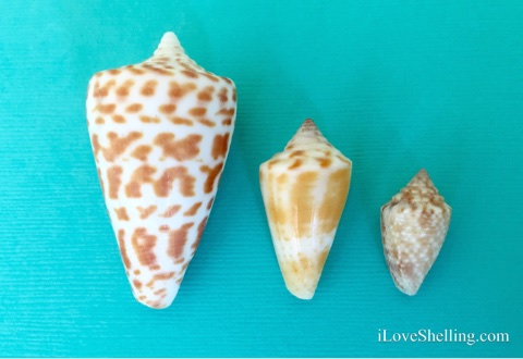Different Cone Shells From Sanibel Florida