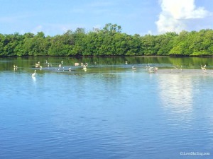 Estero beautiful birding boat ride