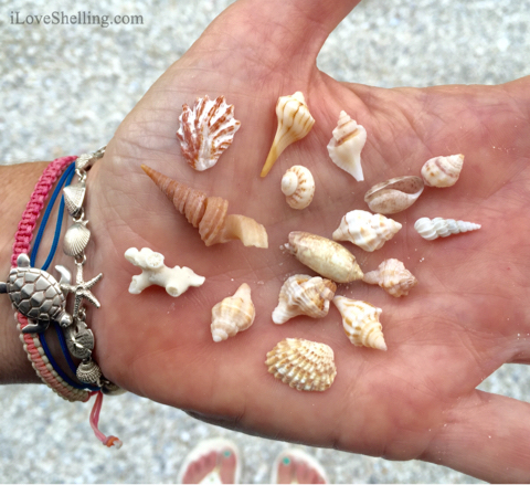 Smallest Shells Are Biggest Treasures