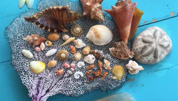 Abacos Bahamas seashells, sea fan, sea biscuit