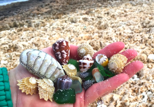 Beach Combing The Abacos Bahamas | I Love Shelling