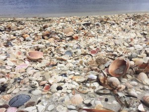 dream beach covered in seashells