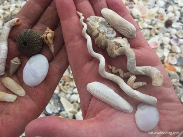 Buckets Of Beach Bling and SeaShells