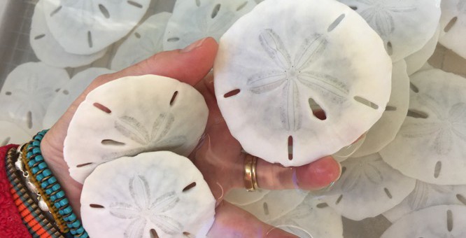 cleaning sand dollars