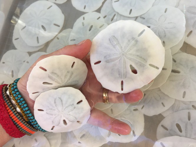 How To Clean Sand Dollars