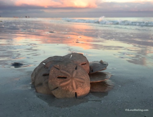 Sanibel Sand Dollars Days