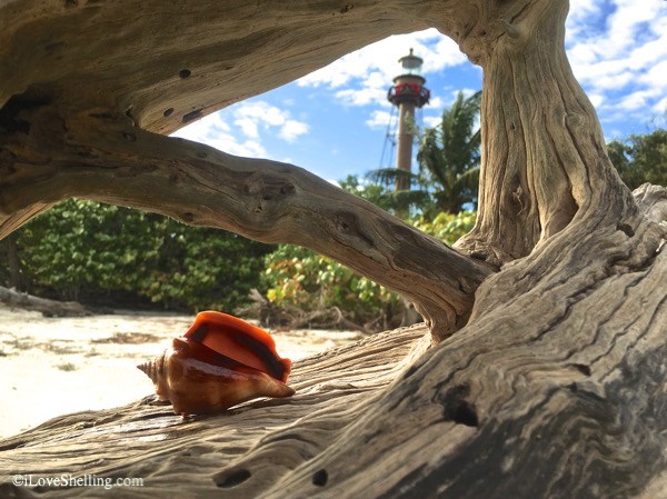 Rooting For Seashells At Sanibel Lighthouse Beach