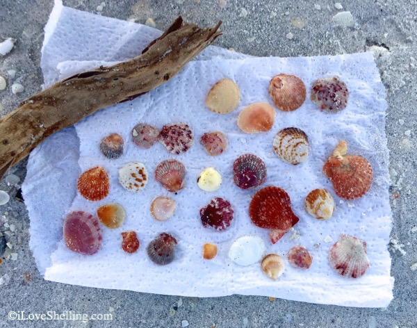 Star Light, Star Bright. Pretty Starfish in Sight | I Love Shelling