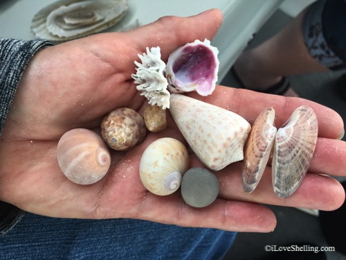 Freaking Out For Shell Heaven | I Love Shelling
