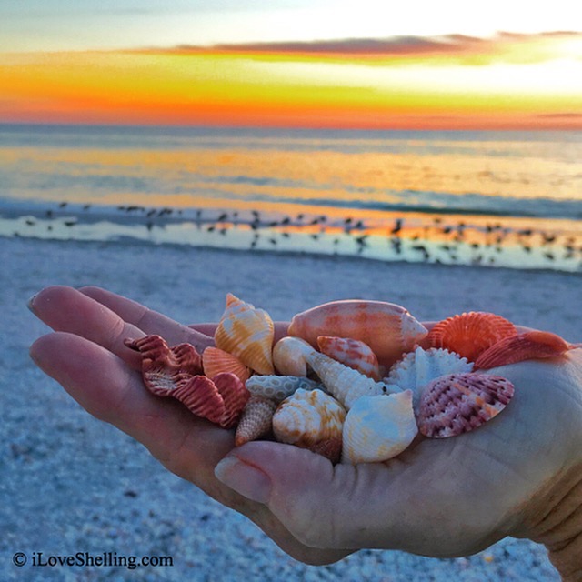 Shells and Shellers Color My World | I Love Shelling