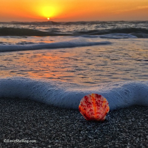 Sunset seashell