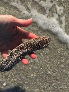 sea cucumber