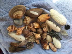 shell collection from trip