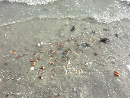 The Calm After The Sanibel Seashell Storm | I Love Shelling