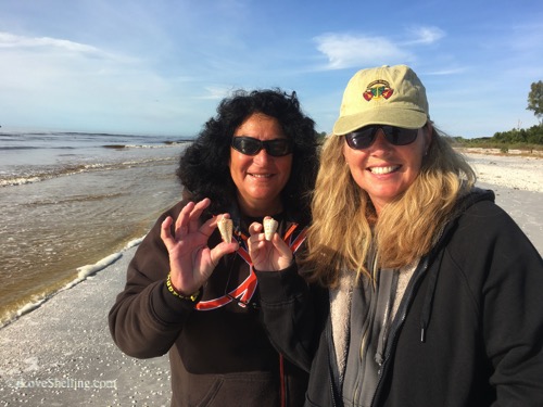 alicia and gail alphabet cones