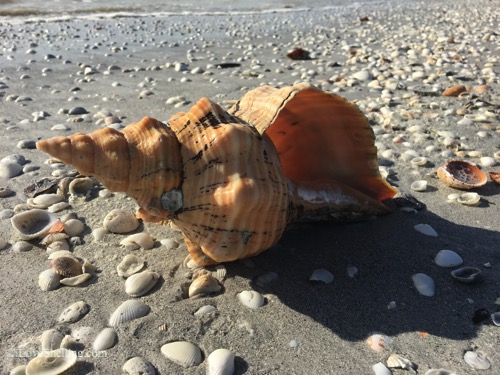 beach find horse conch