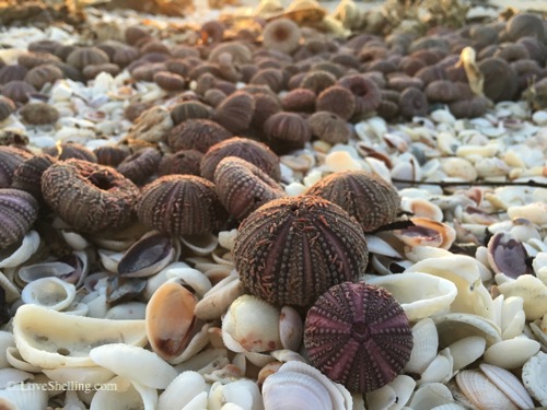 hundreds of sea urchins